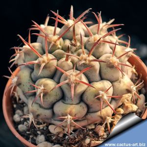 Gymnocalycium schickendantzii v. delaeti