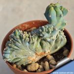 Myrtillocactus geometrizans f. cristata minima (thin form)