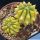 Ferocactus glaucescens "nudum" f. variegata