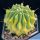 Ferocactus glaucescens "nudum" f. variegata