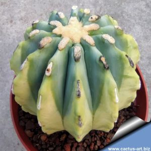 Ferocactus glaucescens "nudum" f. variegata