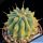 Ferocactus glaucescens "nudum" f. variegata