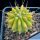 Ferocactus glaucescens "nudum" f. variegata
