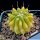 Ferocactus glaucescens "nudum" f. variegata