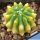 Ferocactus glaucescens "nudum" f. variegata