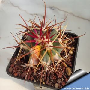 Ferocactus gracilis f. variegata