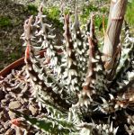 Aloe hybrid humilis x pratensis