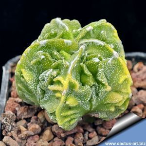 Astrophytum myriostigma cv. FUKURYU  (Type B - HEKIRAN FUKURYU) f. variegata
