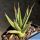 Agave filifera f. variegata