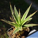 Agave filifera f. variegata