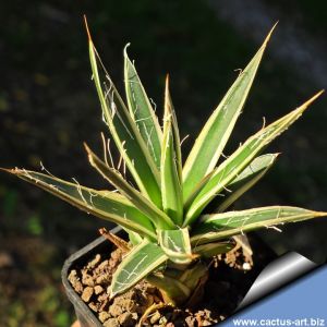 Agave filifera f. variegata