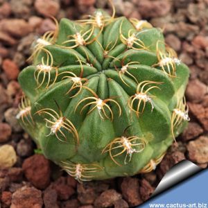 Lobivia backebergii v. oxyalabastra WR200 Cochabamba, Cochabamba, Bolivia