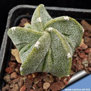 Astrophytum myriostigma cv. FUKURYU  (Type A - Extra ribs form )
