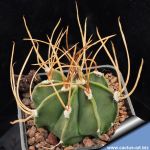 Astrophytum capricorne v. aureum