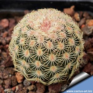 Echinocereus pectinatus Detras, Mexico