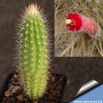 Cleistocactus hyalacanthus MN756 Paichu, Tarija, Bolivia.