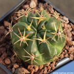 Lobivia cinnabarina GC909.02 West of Padilla, Bolivia