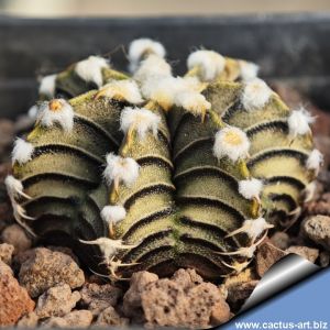 Gymnocalycium friedrichii v. moserianum VOS-014A East of Agua Dulce, 200 m., Alto Paraguay