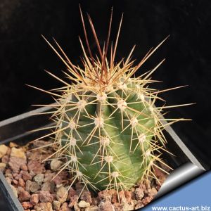 Echinocereus topiensis El Durazno, Topia, Durango, Mexico