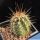 Echinocereus topiensis El Durazno, Topia, Durango, Mexico