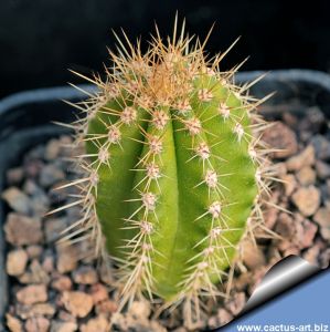 Browningia pileifera RH5557a Ariapampa, Peru