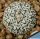 Astrophytum asterias cv. SUPERKABUTO "V- TYPE"
