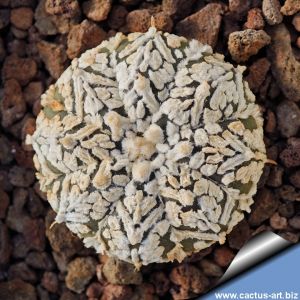 Astrophytum asterias cv. SUPERKABUTO "V- TYPE"