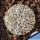 Astrophytum asterias cv. SUPERKABUTO "V- TYPE"