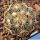 Coryphantha pectinata PM250 (LH14), Vizaron - Zimapan, Qt, Mexico