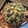 Coryphantha pectinata PM250 (LH14), Vizaron - Zimapan, Qt, Mexico