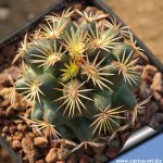 Coryphantha pectinata PM250 (LH14), Vizaron - Zimapan, Qt, Mexico