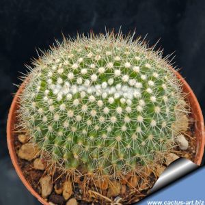 Mammillaria spinosissima "spina chiara" f. cristata