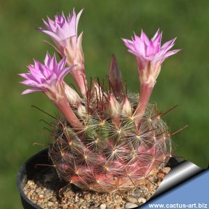 Mammillaria longiflora SB494 Coneto Pass, Durango, Mexico