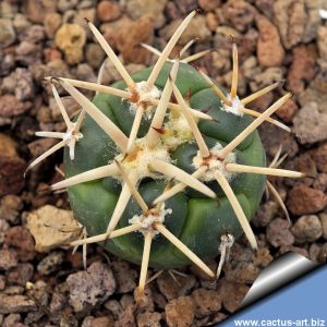 Coryphantha poselgeriana v. valida VM854 Tetillas, Durango, Mexico