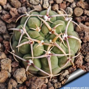 Gymnocalycium vatteri STO216 Las Rabonas, Cordoba, Argentina.