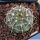 Gymnocalycium riojense v. paucispinum (stout spine selection)