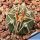 Gymnocalycium riojense v. paucispinum (stout spine selection)