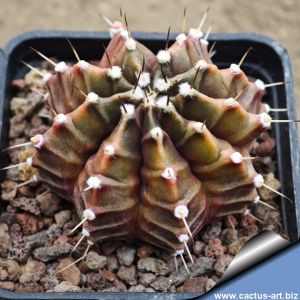 Gymnocalycium cv. UN PICO (Single thorn)