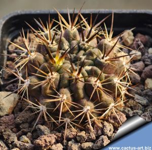 Eriosyce curvispina v. choapensis KPPL2353 Canela Baja, North Cuesta, La Viuda, Coquimbo, Chile