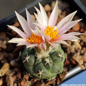 Turbinicarpus lophophoroides MZ462 San Bartolo, San Luis Potosi, Mexico