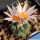 Turbinicarpus lophophoroides MZ462 San Bartolo, San Luis Potosi, Mexico