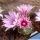 Turbinicarpus schmiedickianus ssp. schwarzii 'rubriflorus' MZ449 Cerros Blancos, SLP, Mexico