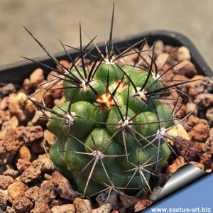 Copiapoa coquimbana v. microsperma sensu Karel Knize KPPL2396 Cerro Penascoso, Coquimbo, Chile 