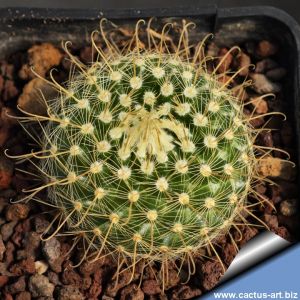Parodia aureispina ME39 Rio Mojotoro