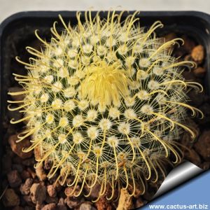 Parodia aureispina ME39 Rio Mojotoro