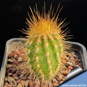 Micranthocereus auri-azureus HU346 Grao Mogol, Minas Gerais, Brazil, 900-1000m