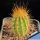 Micranthocereus auri-azureus HU346 Grao Mogol, Minas Gerais, Brazil, 900-1000m