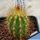 Micranthocereus auri-azureus HU346 Grao Mogol, Minas Gerais, Brazil, 900-1000m