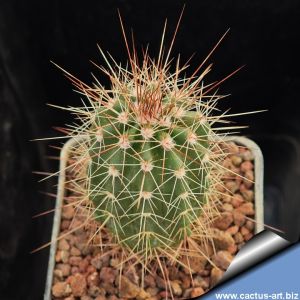 Echinocereus acifer L1082 km 205 road from Mazatlan to Durango, Durango, Mexico, 1200-2000m