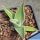 Agave parryi v. couesii